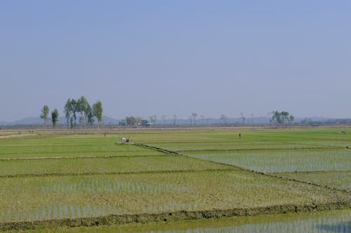 Field with Rice