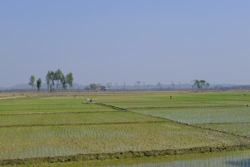 Foto stok gratis agrikultura, lansekap, manusia