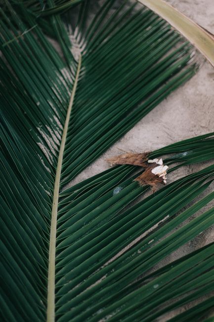 A detailed view of a vibrant green palm leaf showcasing its natural texture and summer vibe.