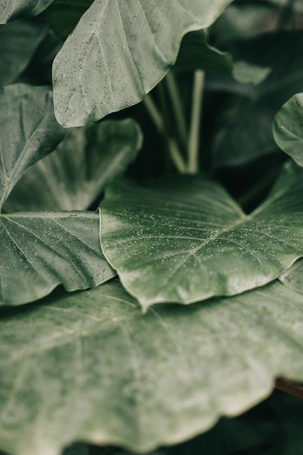 Close-up of lush green leaves with dew drops showcasing fresh natural growth.