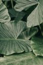 Close-Up Photo of Leaves