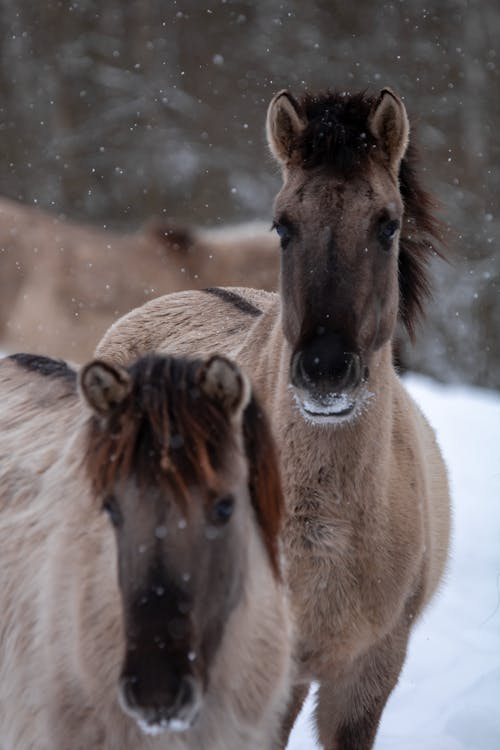Gratis stockfoto met dierenfotografie, paarden, sneeuw