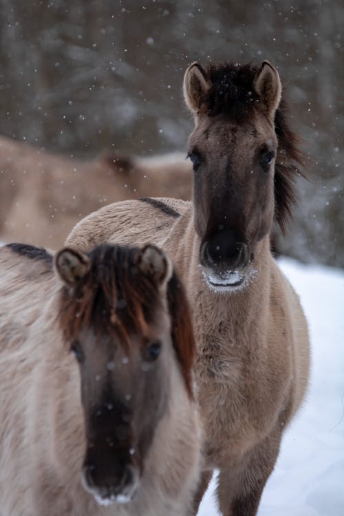 Horses in Winter