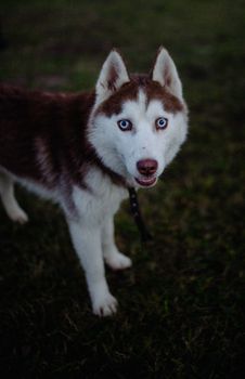 Portrait of a blue-eyed Siberian Husky standing on grass outdoors.