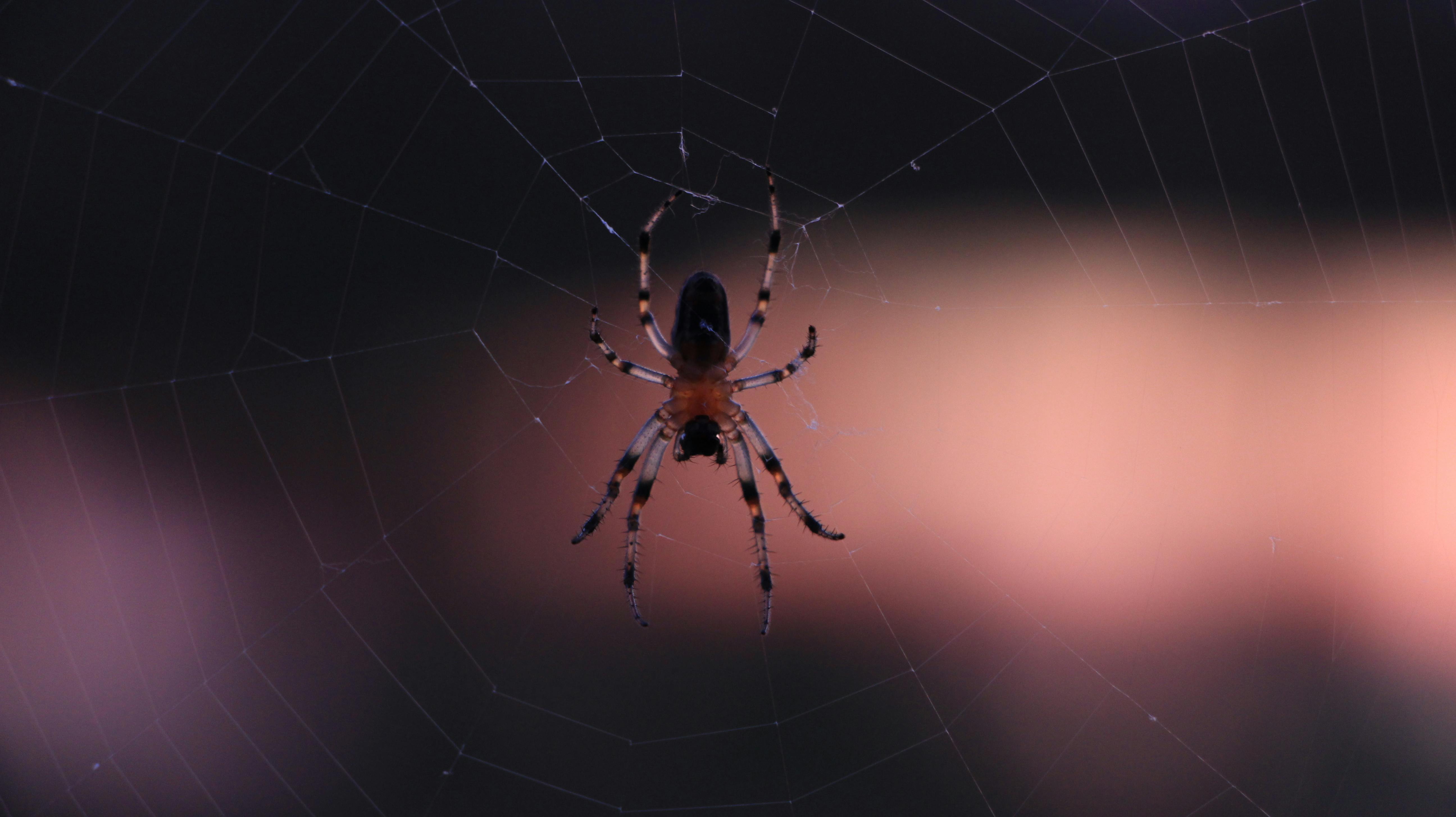 Free stock photo of cristal spider, spider, spider web