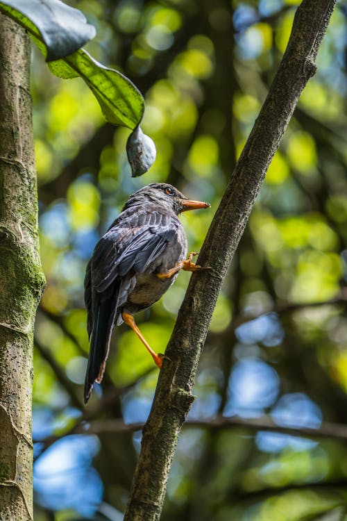 Small Thrush Bird