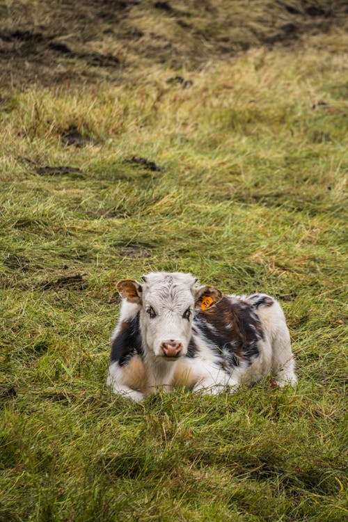 Cow Lying Down on Pasture