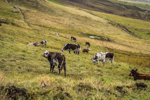 가축, 산, 소의 무료 스톡 사진