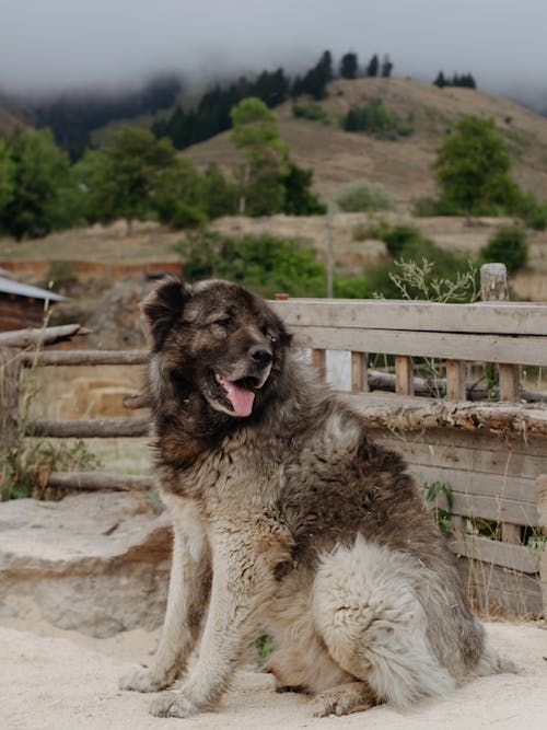 Kostenloses Stock Foto zu außerorts, haustier, hund