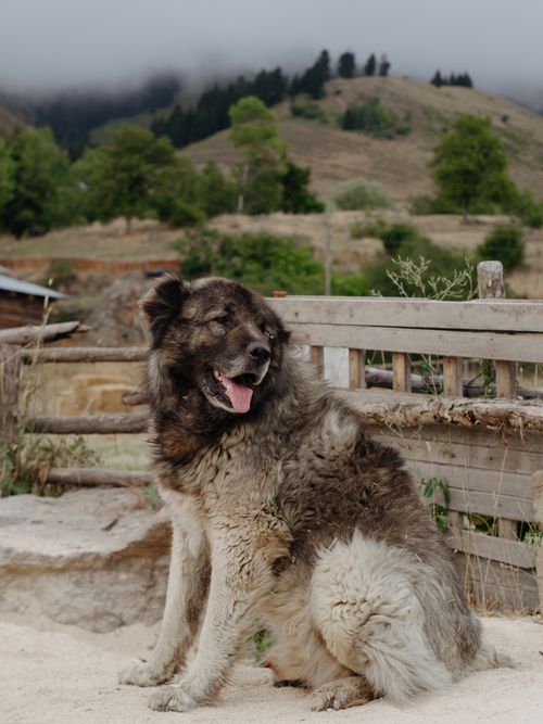 Free Caucasian Shepherd Dog sitting in a rural mountain landscape, showcasing its fluffy fur. Stock Photo