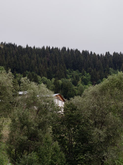 Darmowe zdjęcie z galerii z budynek, drzewa, głęboki