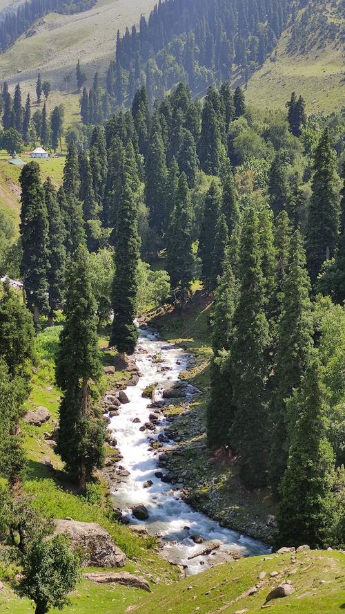 Free A beautiful mountain stream flowing through lush green pine tree forest on a sunny day. Stock Photo