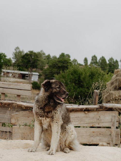 Free A large fluffy dog sitting outside in a rustic wooden environment with greenery and hay in the background. Stock Photo