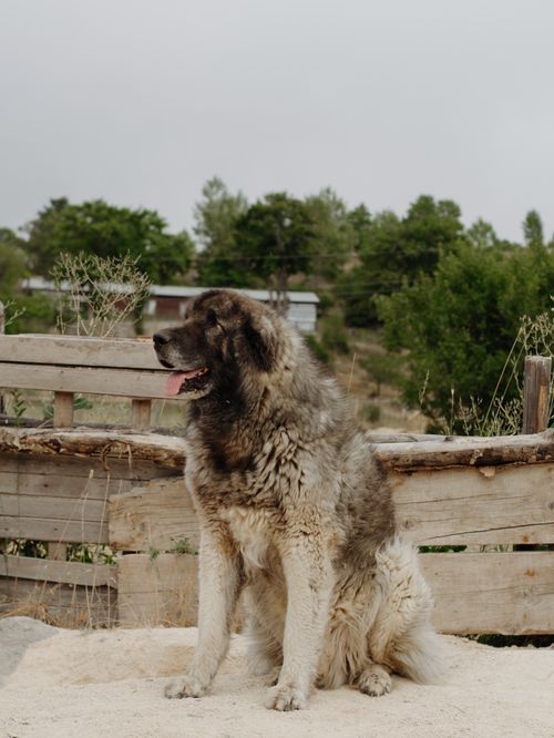 Free A large Caucasian Shepherd dog sits outdoors, showcasing its thick fur and strong build. Stock Photo