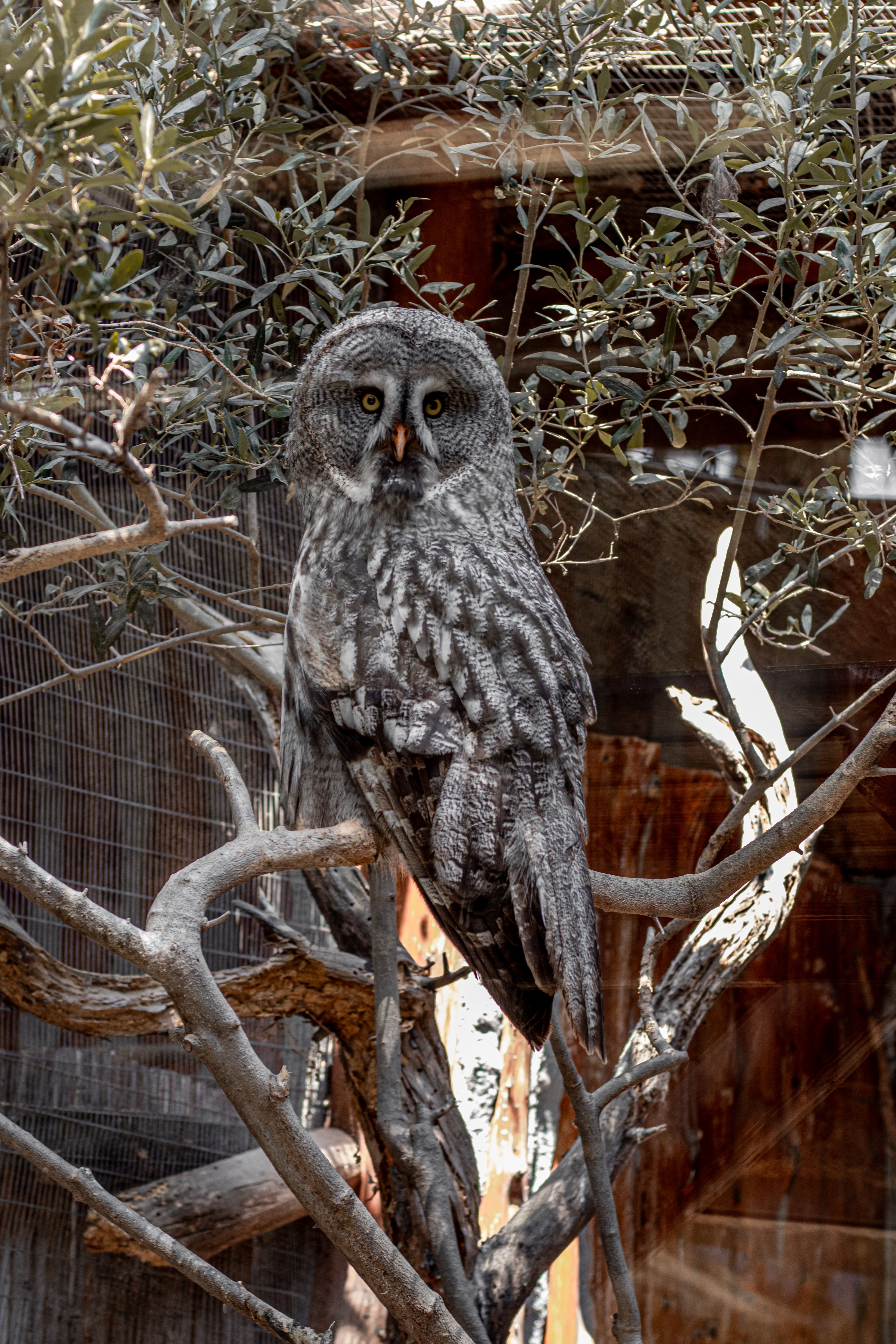 A majestic great grey owl perches on a branch, captured outdoors in a zoo with selective focus.