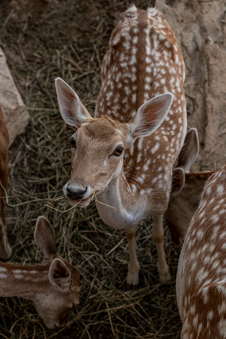 Deer Fawn In Nature