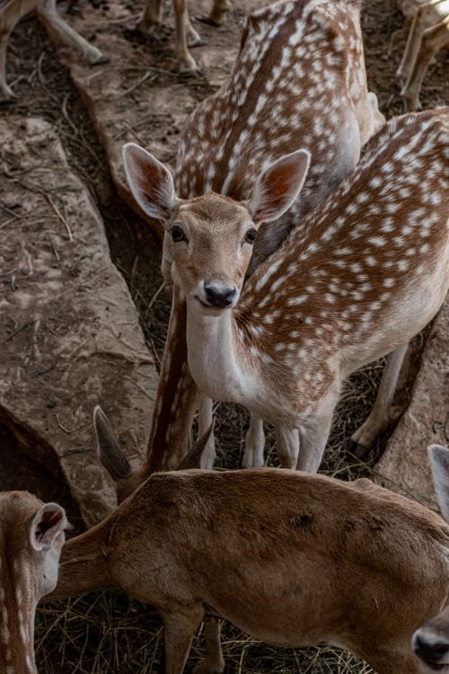 Free A peaceful group of fawns grazing in their natural habitat, showcasing the grace of wildlife. Stock Photo