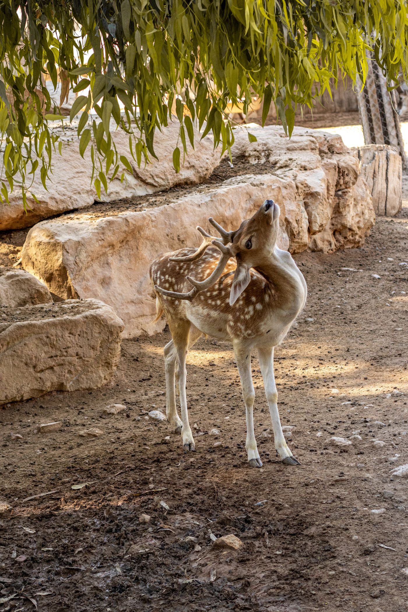 Jeune cervidé dans un enclos naturel, photo d’illustration