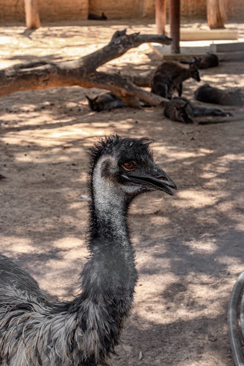 Foto d'estoc gratuïta de en captivitat, estruç, fotografia d'animals