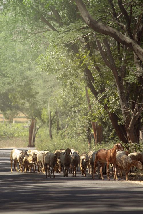 Free A serene rural scene of a sheep flock grazing along a forested road, capturing the essence of countryside life. Stock Photo