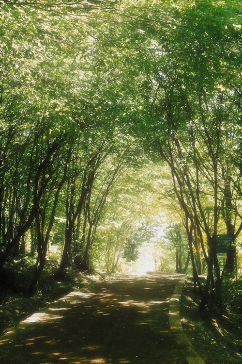 A Road between Green Trees 
