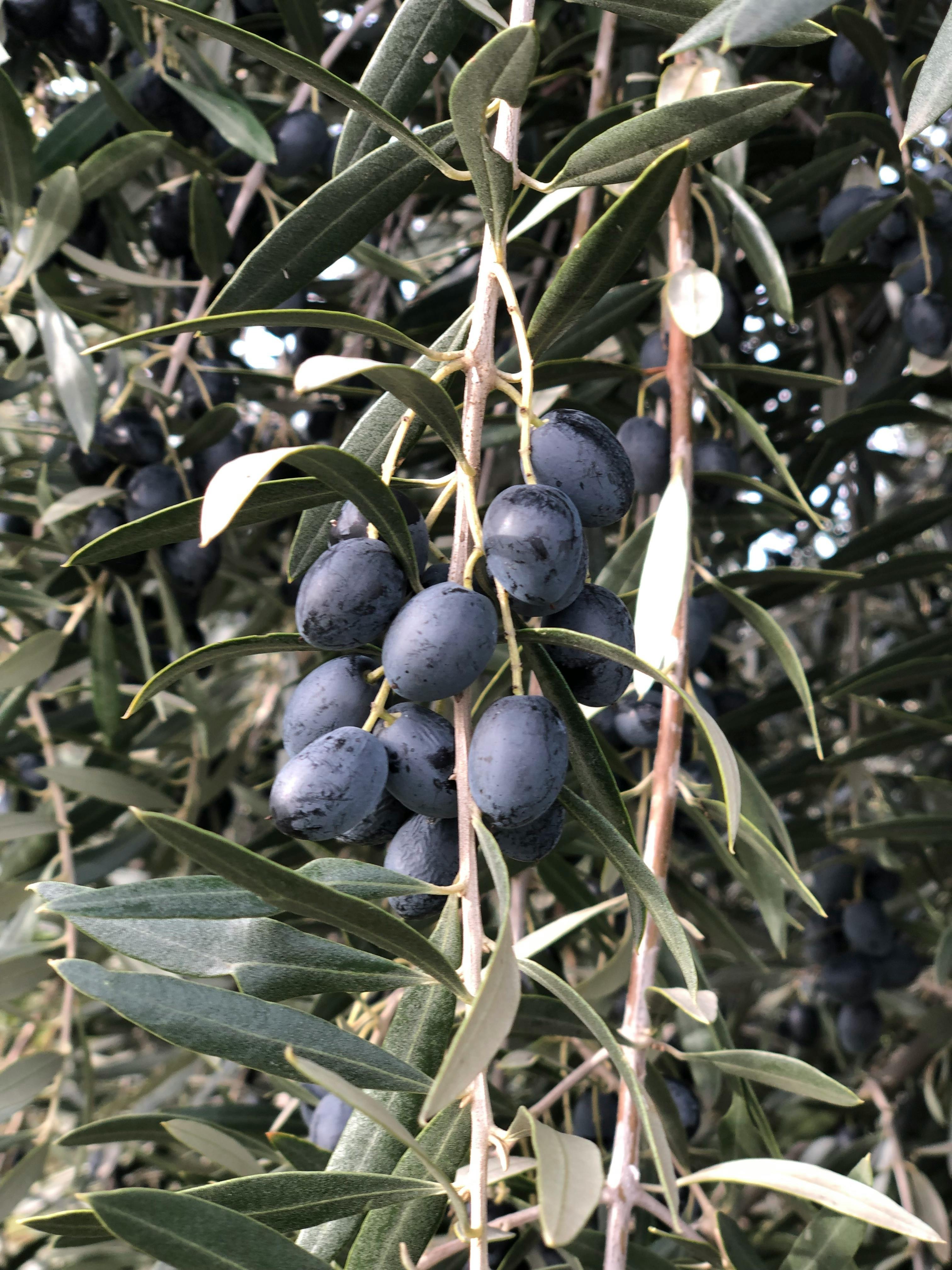Free stock photo of olive tree