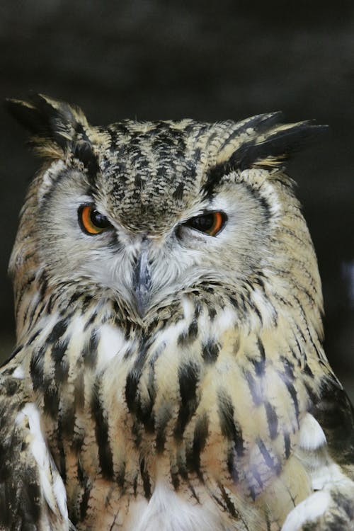 Eurasian Eagle-Owl Squinting