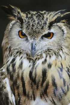 owl photo