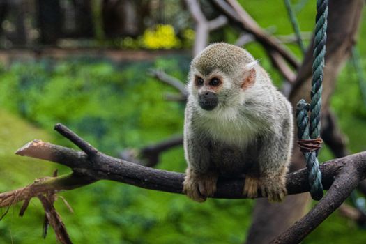 A squirrel monkey perches on a branch in a zoo enclosure, Bogotá.