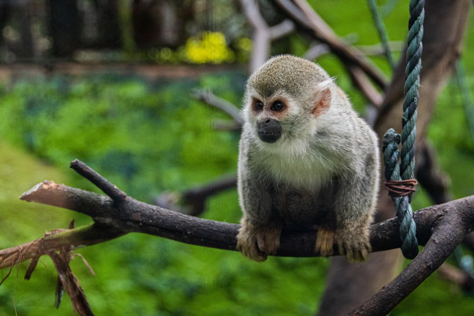A squirrel monkey perches on a branch in a zoo enclosure, Bogotá.