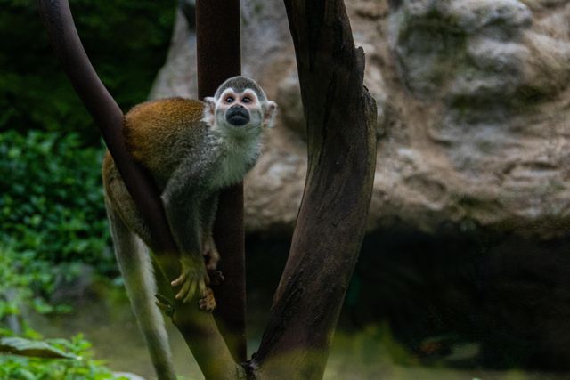 animal-welfare-and-rights-in-china-a-global-concern