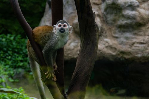 Free Squirrel monkey perched on a tree branch in a zoo exhibit, symbolizing wildlife captivity. Stock Photo
