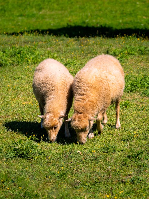 Gratis lagerfoto af dyrefotografering, får, græsarealer