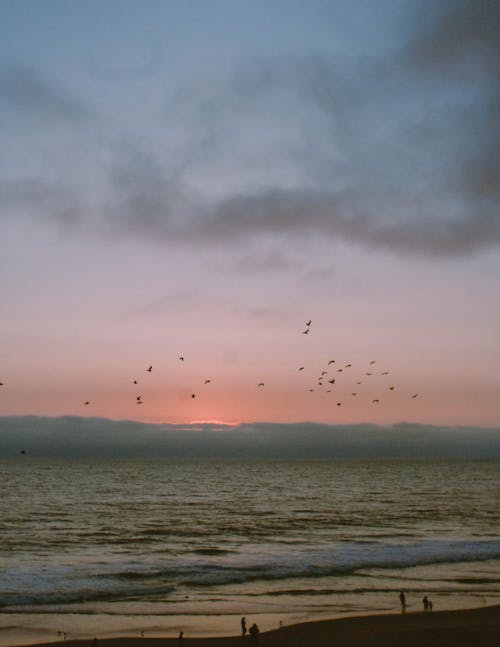 Δωρεάν στοκ φωτογραφιών με atardecer en el mar, pajaros, prettyviews