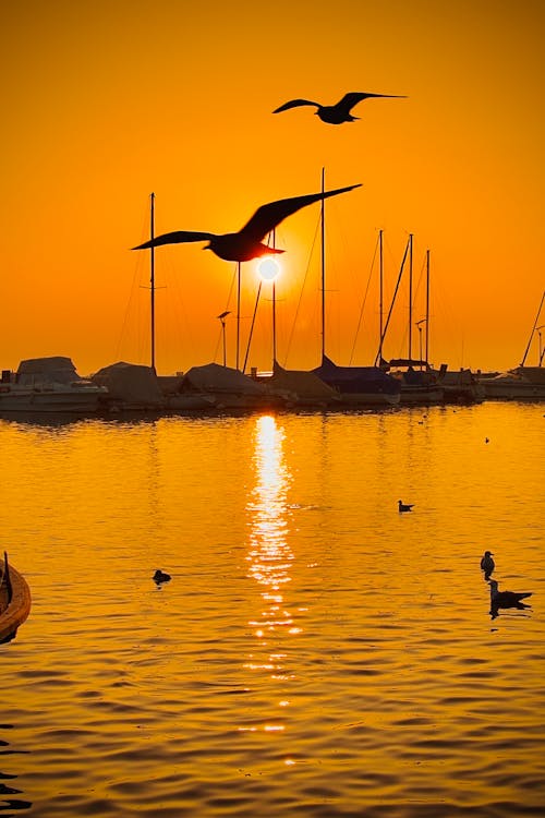 Kostnadsfri bild av båtdäck, birds_flying, fågelperspektiv