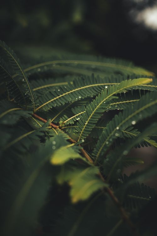 Free Detailed view of dewdrops on green leaves, capturing nature's beauty. Stock Photo