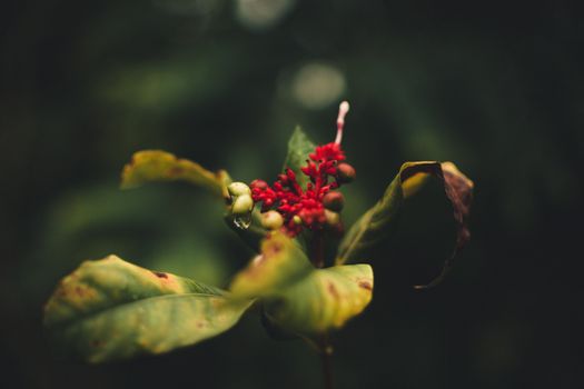 Macro shot of exotic red berries and leaves with selective focus in Kolkata, India.