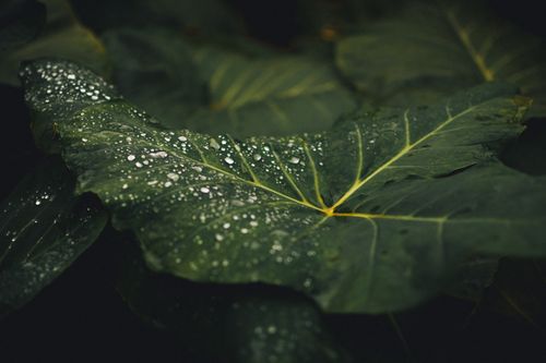 Free A detailed shot of a lush green leaf with rainwater droplets, capturing nature's beauty. Stock Photo