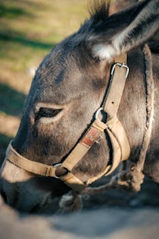 A detailed close-up shot of a donkey in a rural environment, showcasing its features.