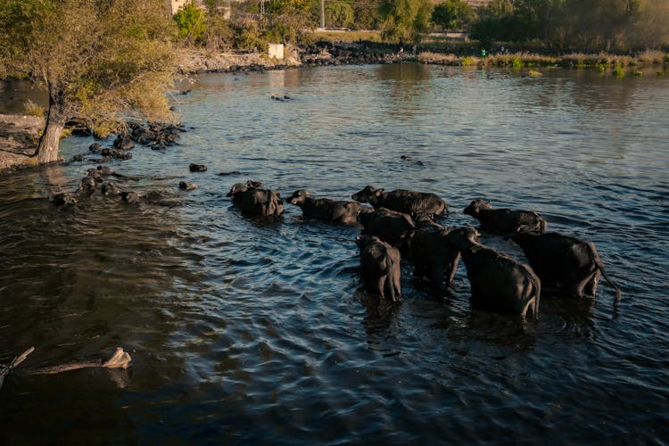 Cow Bathing In River