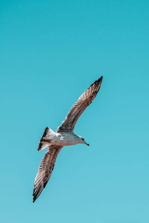 Seagull in Flight with Spread Wings