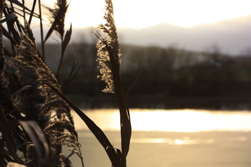 Free stock photo of bird sign, burgundy, evening