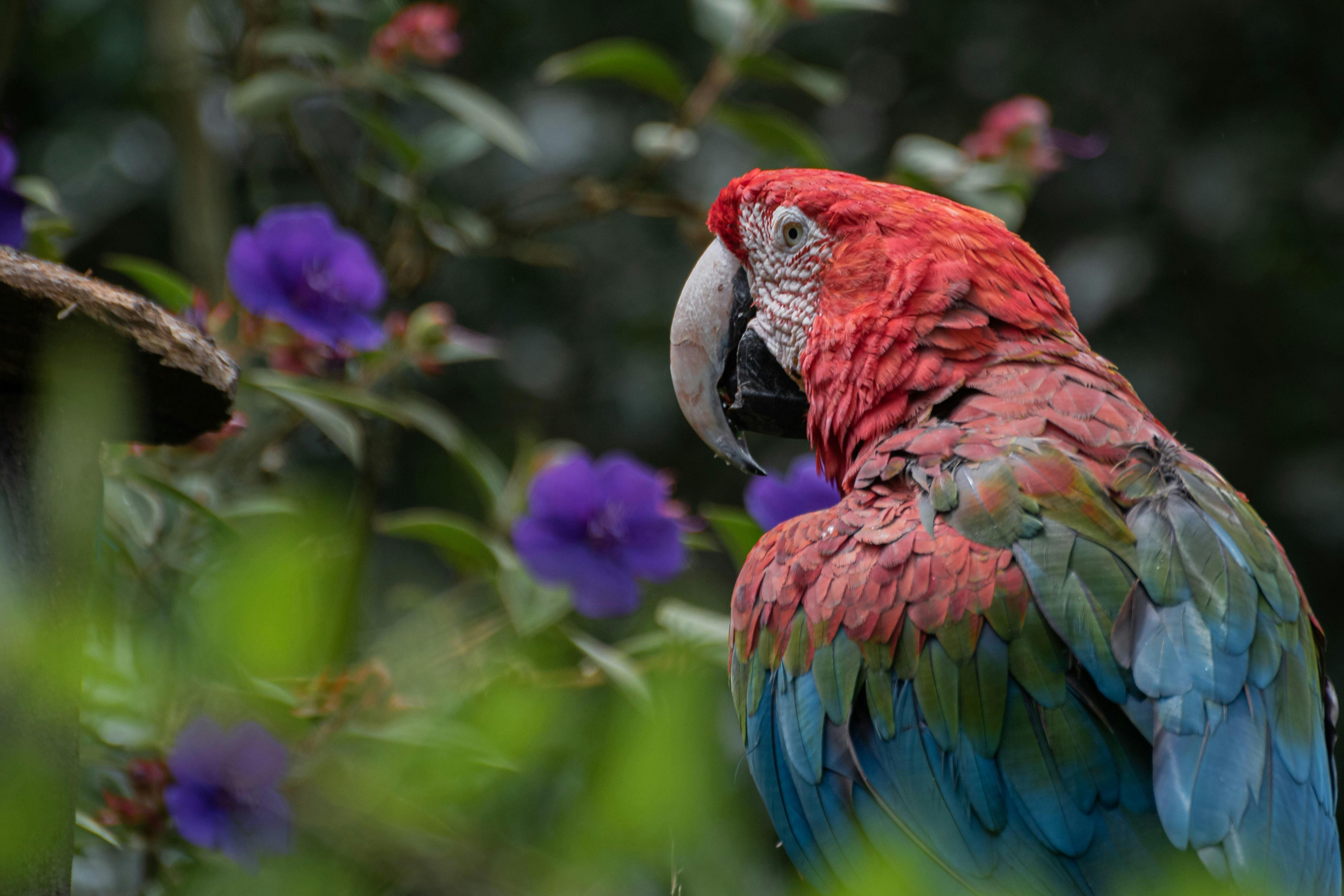 captive colors take flight a vibrant parrot perches pensively its radiant feathers a contrast against its confined surroundings evoking reflections on freedom and wild beauty