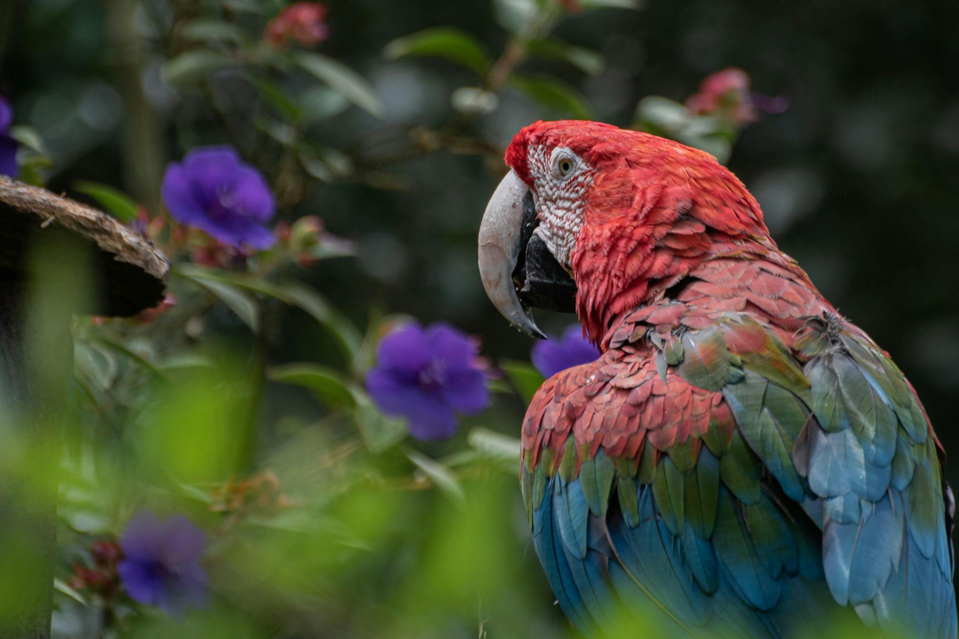 Captive colors take flight: A vibrant parrot perches pensively, its radiant feathers a contrast against its confined surroundings, evoking reflections on freedom and wild beauty.