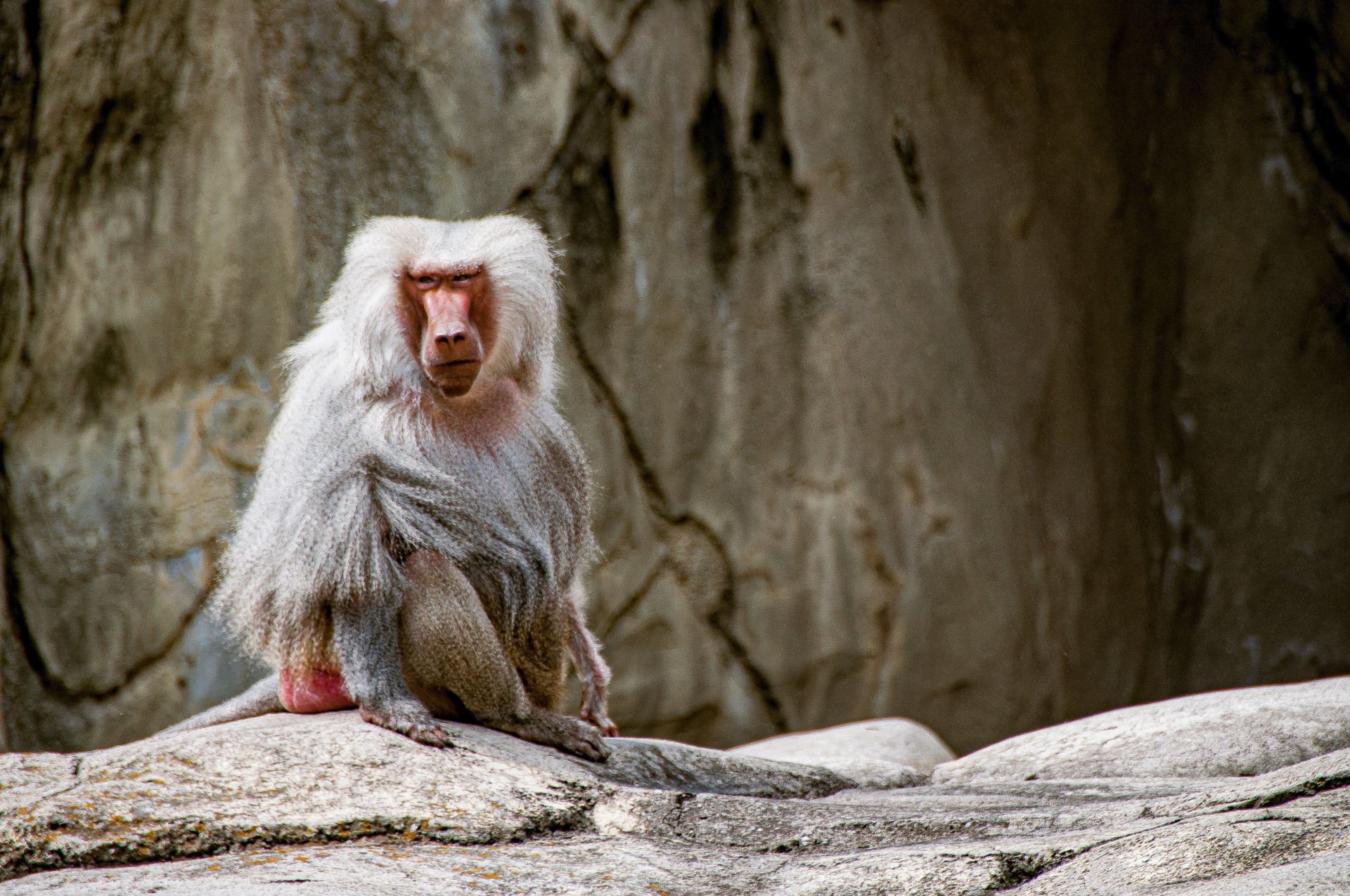 Captured innocence: A confined monkey, a poignant reminder of the delicate balance between nature and captivity, evoking reflection on our responsibility towards wildlife.