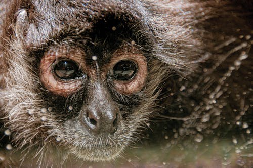 Sorrowful Gaze: Close-up portrait of a monkey's face, capturing its melancholic expression and conveying a poignant glimpse into its world of emotions.