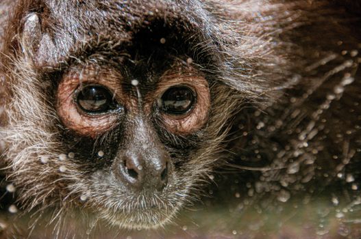 Sorrowful Gaze: Close-up portrait of a monkey's face, capturing its melancholic expression and conveying a poignant glimpse into its world of emotions.