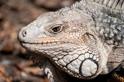 Δωρεάν στοκ φωτογραφιών με iguana, άγρια φύση, άγριος