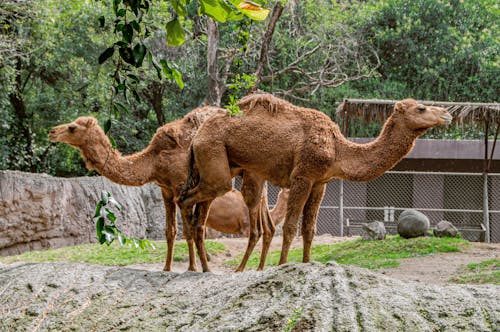 Dual Perspectives: A whimsical illusion as two camels stand side by side, gazing in opposite directions, playfully creating the illusion of a two-headed camel.