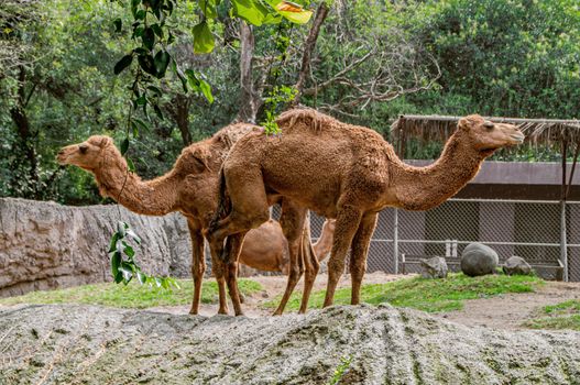 Dual Perspectives: A whimsical illusion as two camels stand side by side, gazing in opposite directions, playfully creating the illusion of a two-headed camel.